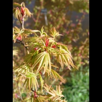 Acer palmatum cv Hoshi Kuzu (fam Aceracees) (5)